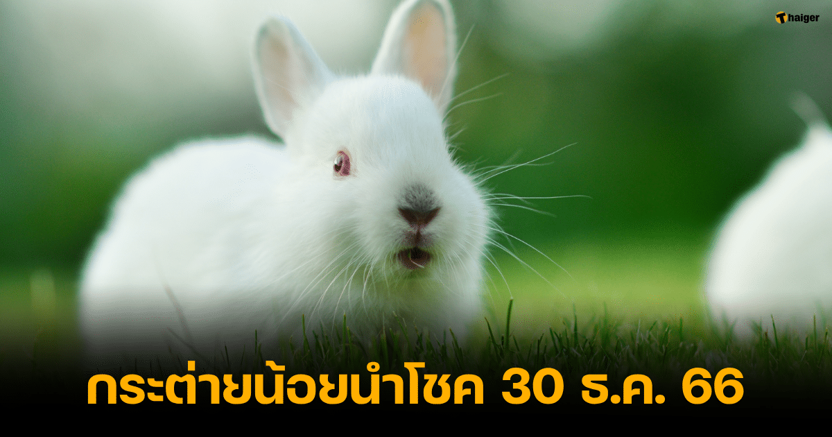 เลขเด็ด กระต่ายน้อยนำโชค งวด 30 ธ.ค. 66 รับทรัพย์ปลายปี หวยออกพรุ่งนี้ | Thaiger ข่าวไทย