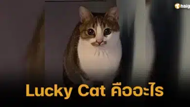 Lucky Cat คืออะไร เทรนด์ทวิต