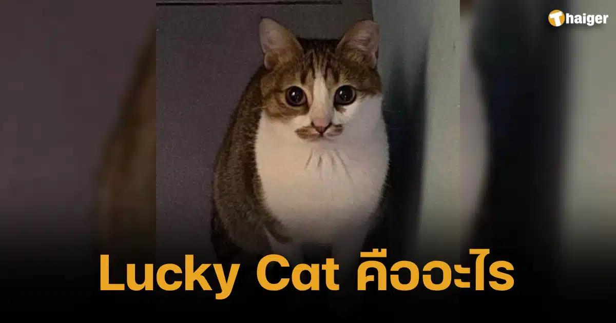 Lucky Cat คืออะไร เทรนด์ทวิต