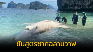 กรมทะเลชายฝั่ง เผยผลชันสูตรซากฉลามวาฬเกยตื้น