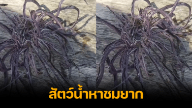 คลิปไวรัล ดาวขนนก ติดเบ็ด