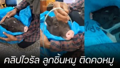 คลิปไวรัล ลูกชิ้นหมู ติดคอหมู