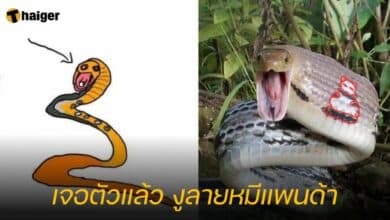 งูลายหมีแพนด้า งูทางมะพร้าว
