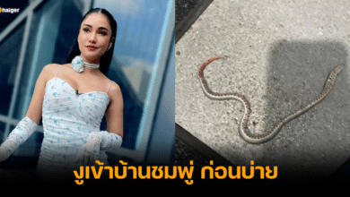 งูเข้าบ้านชมพู่ ก่อนบ่าย เลขที่บ้าน