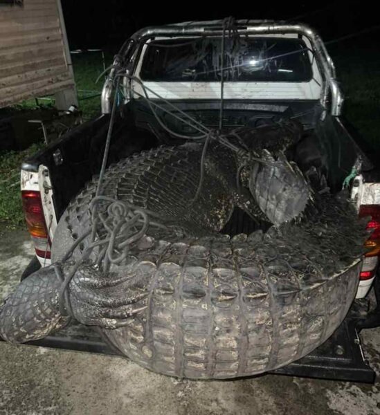 จับจระเข้ยักษ์