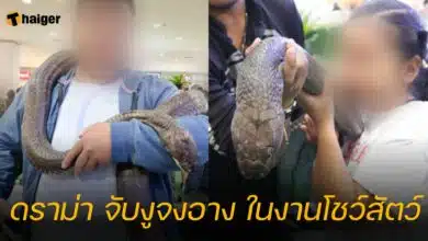 ดราม่า จับงูจงอาง ในงานโชว์สัตว์