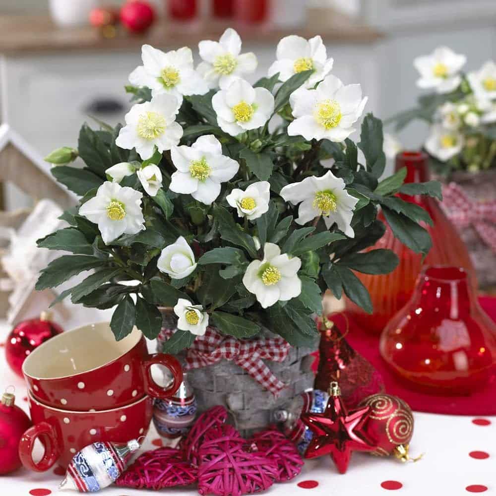 ดอกกุหลาบบนต้นคริสต์มาส (Christmas Rose)