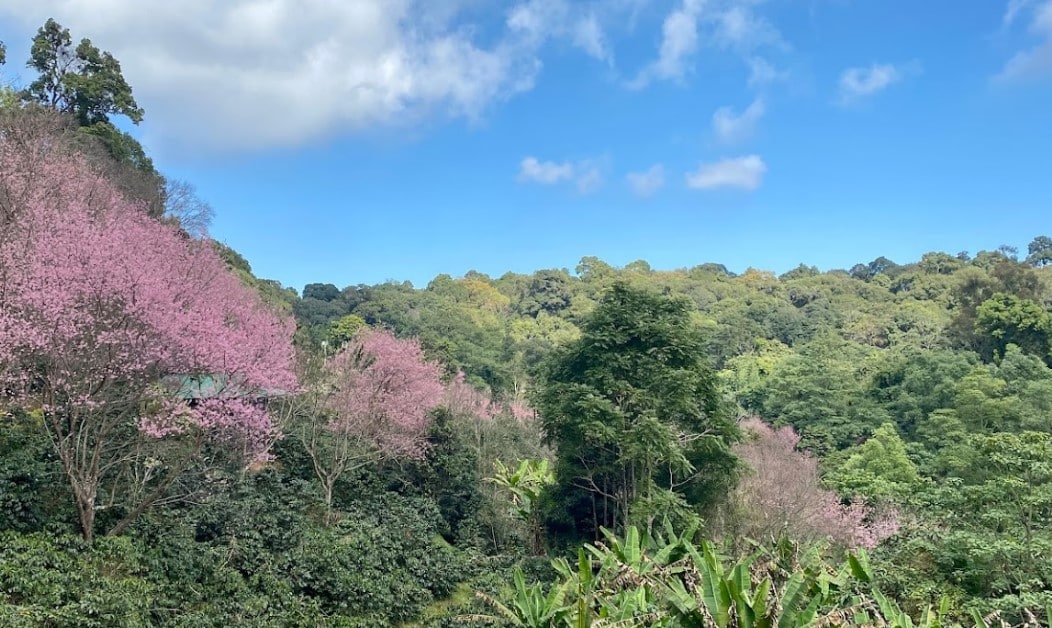 ดอยขุนแม่ยะ