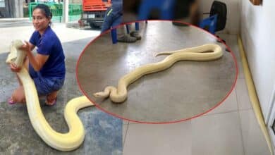 ตามหาเจ้าของงู นักดับเพลิง