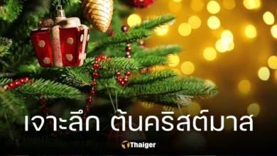 ทำไม &quot;ต้นคริสต์มาส&quot; ต้องเป็นต้นสน เปิดความหมาย &quot;ของห้อยตกแต่ง&quot; ที่แท้จริง