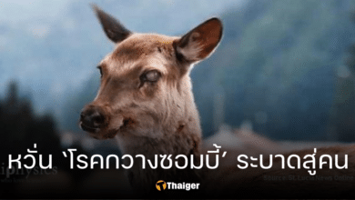 นักวิทย์ หวั่น 'โรคกวางซอมบี้' ระบาดสู่คน หลังพบเชื้อกระจายพื้นที่ป่าสหรัฐฯ