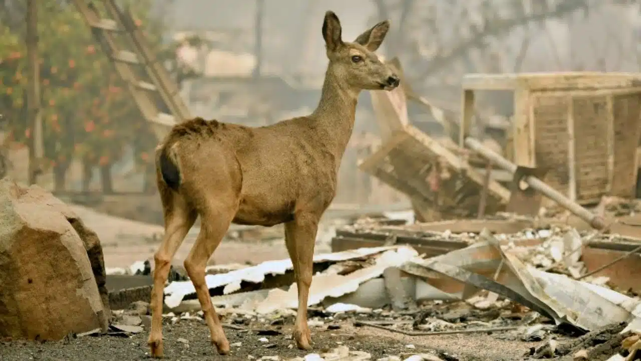 นักวิทย์ หวั่น 'โรคกวางซอมบี้' ระบาดสู่คน หลังพบเชื้อกระจายพื้นที่ป่าสหรัฐฯ