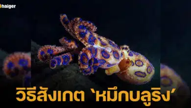 ปกหมึกบลูริง