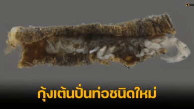 ม.เกษตรศาสตร์ พบ กุ้งเต้นปั่นท่อ ชนิดใหม่ของโลก