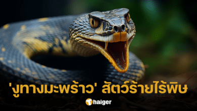 ชวนรู้จัก 'งูทางมะพร้าว' งูลวดลายสุดแปลก สัตว์ร้ายทว่าไร้พิษสง