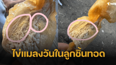 สาวติดใจรสชาติลูกชิ้นทอด เหลือบดูเจอไข่แมลงวันเป็นแถว ขนลุกแทบอ้วก