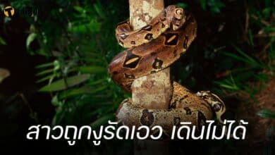 สาวถูกงูรัดเอว เดินไม่ได้