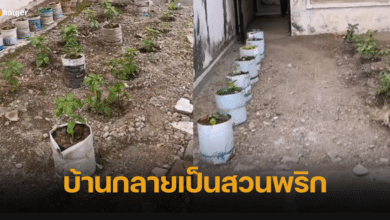 สาวอินโดผงะ กลับบ้านรอบหนึ่งเดือน เจอมือดีเปลี่ยนบ้านกลายเป็นสวนพริก