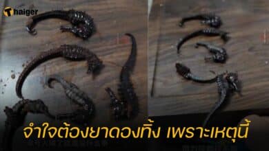 หนุ่มทำยาดอง จากมังกรทะเลพลาสติก