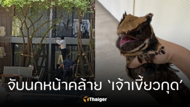 อึ้ง 'นกตบยุงยักษ์' หน้าคล้าย 'เจ้าเขี้ยวกุด' โผล่กลางคอนโด เพิ่งรู้เป็นนกหายาก