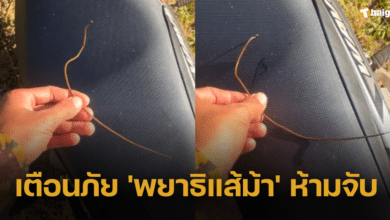 เตือนภัย หนุ่มพบสัตว์แปลก คล้ายรากไม้ ชาวเน็ตเฉลย จับผิดจุดอาจทำให้ท้องร่วง