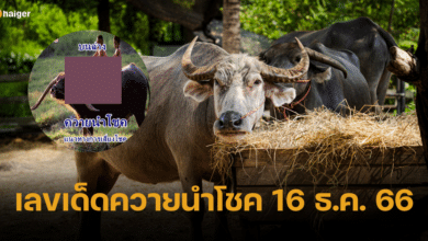 เลขเด็ด ควายนำโชค ไอ้ทุยบุกตะลุยรางวัลใหญ่ งวด 16 12 66