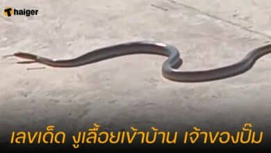 เลขเด็ด งูเลื้อยเข้าบ้าน เจ้าของปั๊ม