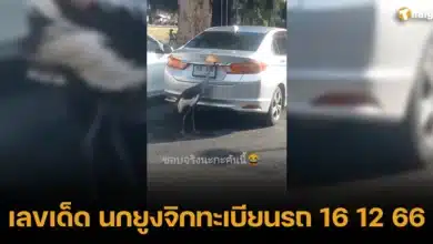 เลขเด็ด นกยูงจิกทะเบียนรถ 16 12 2566