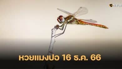 เลขเด็ด หวยแมงปอ 16 12 66