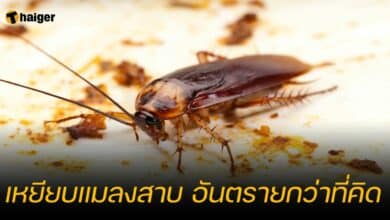 เหยียบแมลงสาบ อันตรายกว่าที่คิด