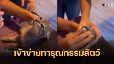 เอาเหล้ากรอกปากแมว