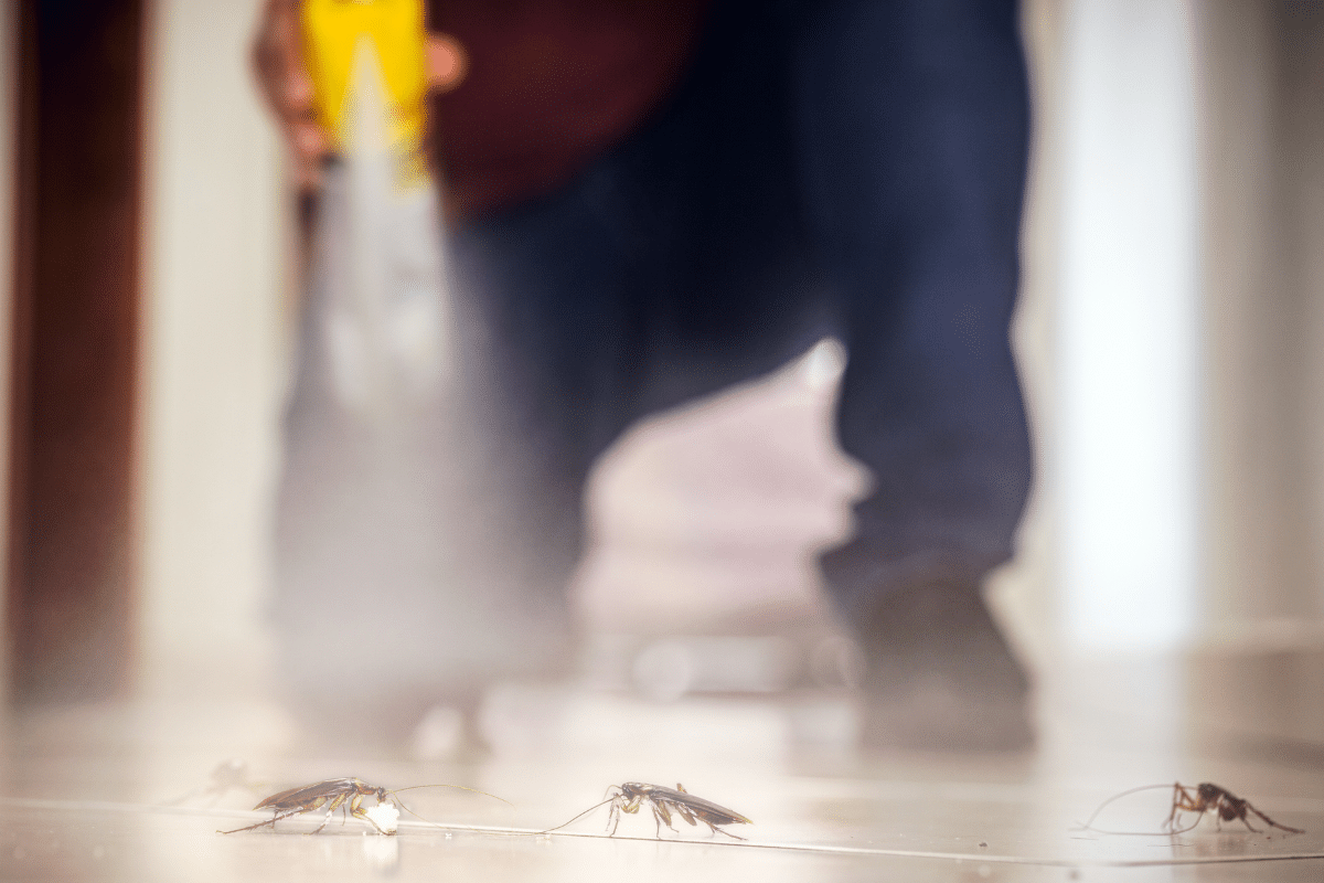 แมลงสาบ ห้องระเบิด