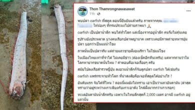 ปลาแผ่นดินไหว