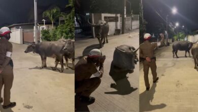 ตำรวจคุยกับควาย