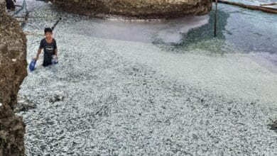 ฝูงปลาที่ฟิลิปปินส์ สัญญาาณเตือนแผ่นดินไหว