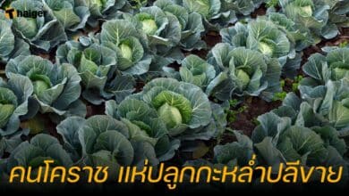 คนโคราช แห่ปลูกกะหล่ำปลีขาย