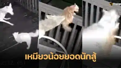 คลิป แมวสู้หมาป่า