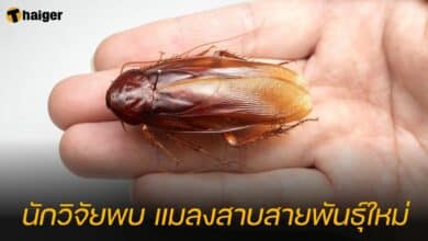 นักวิจัยพบ แมลงสาบสายพันธุ์ใหม่