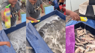 น้ำยาล้างจานแช่ปลา