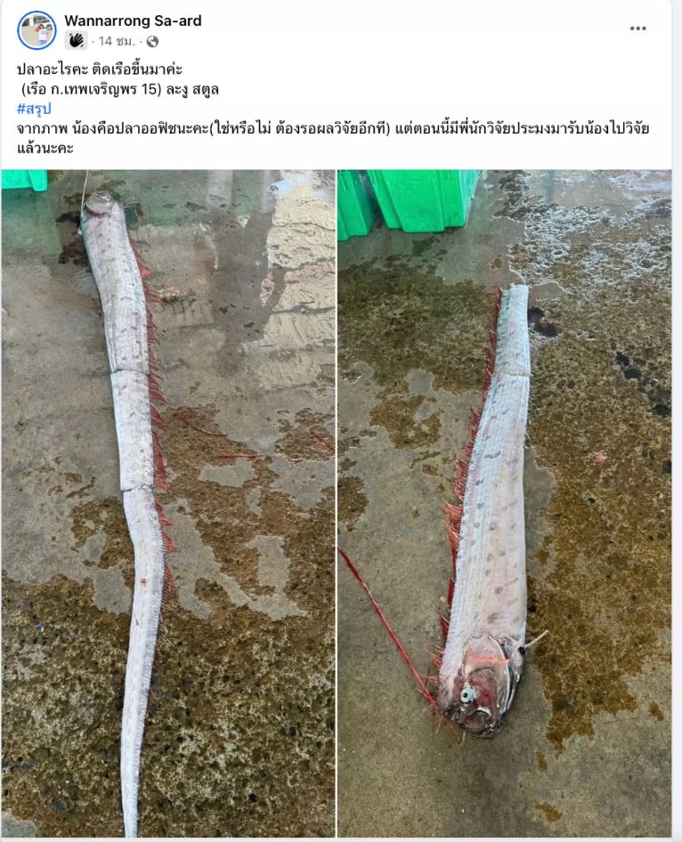 ปลาออร์ฟิช-oarfish