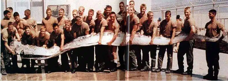ภาพถ่ายอเมริกาจับพญานาค คือ ปลาออร์ฟิต