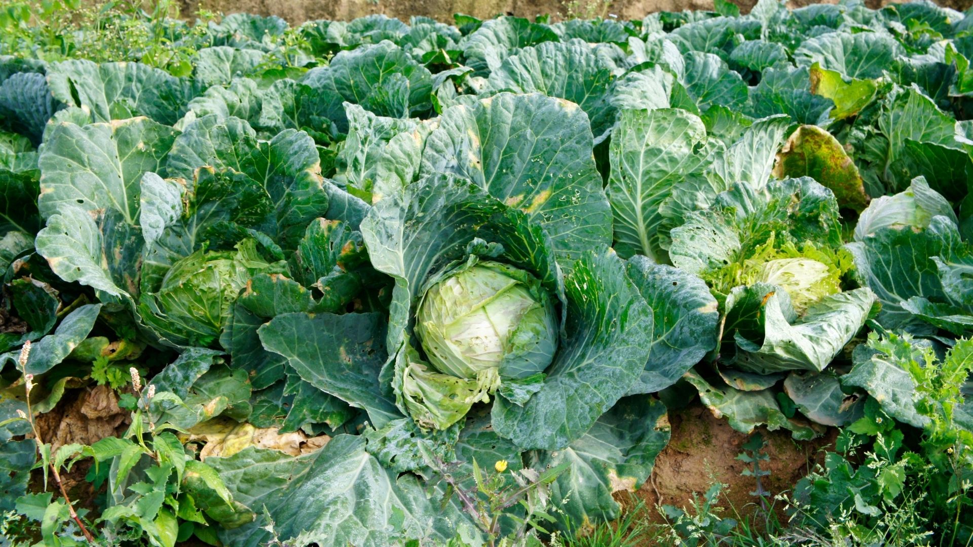 ราคารับซื้อกะหล่ำปลี