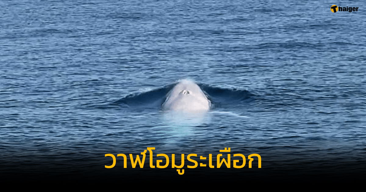 วาฬโอมูระเผือก ทะเลภูเก็ต