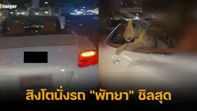 สิงโตนั่งรถ _พัทยา_ ชิลสุด