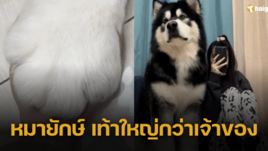 สุดทึ่ง เท้าสุนัขใหญ่กว่าเท้าคน ชาวเน็ตแซว หมาเลี้ยงคน ไม่ใช่คนเลี้ยงหมา