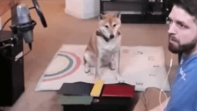 หมาเล่นเกม