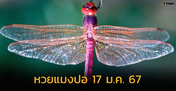 หวยแมงปอ 17 1 67