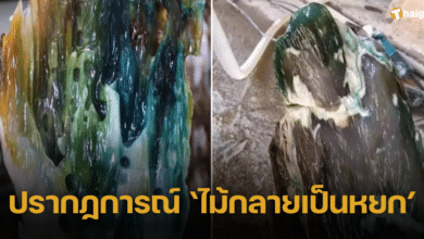 อึ้ง หนุ่มเก็บฟืนเก็บท่อนไม้ผุ ๆ กลับบ้าน แท้จริงเป็น 'หยก' มูลค่ามหาศาล