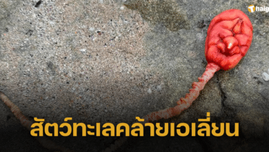 เปิดภาพ สัตว์ทะเลคล้ายเอเลี่ยน เกยตื้นริมหาด แท้จริงคือ ทิวลิปทะเล