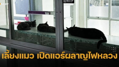 เพจแฉ คณบดีสาว ม.ดัง ขนแมว 4 ตัวมาเลี้ยง เปิดแอร์ฉ่ำ ผลาญไฟหลวง